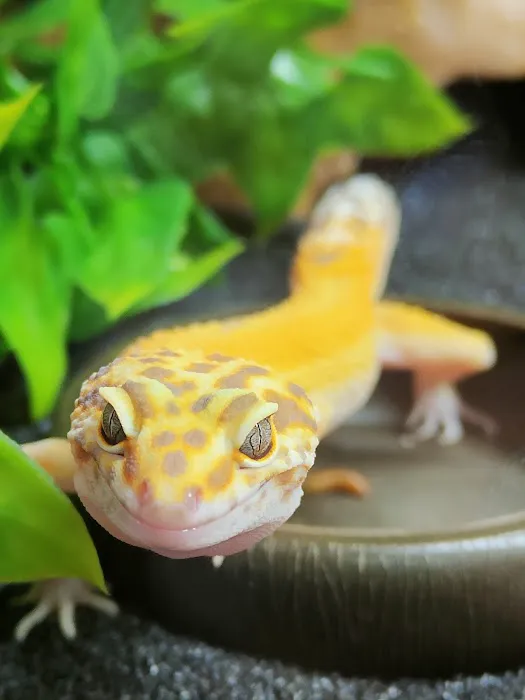 Penshaw Aquatics & Reptile - Reptiles in Sunderland Picture 9