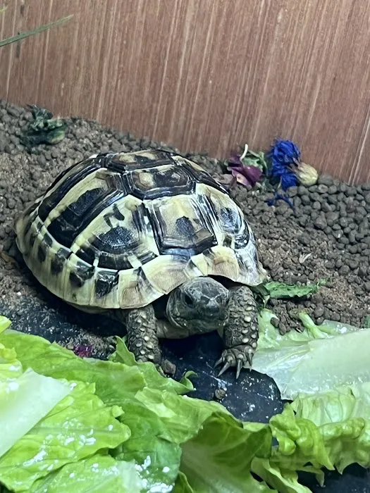 Penshaw Aquatics & Reptile - Reptiles in Sunderland Picture 3