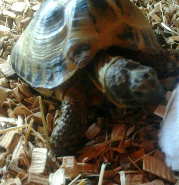 Penshaw Aquatics & Reptile - Reptiles in Sunderland Picture 5