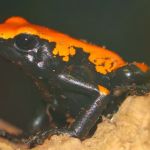 Penshaw Aquatics & Reptile - Reptiles in Sunderland