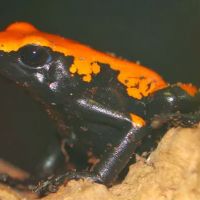 Penshaw Aquatics & Reptile - Reptiles in Sunderland ico