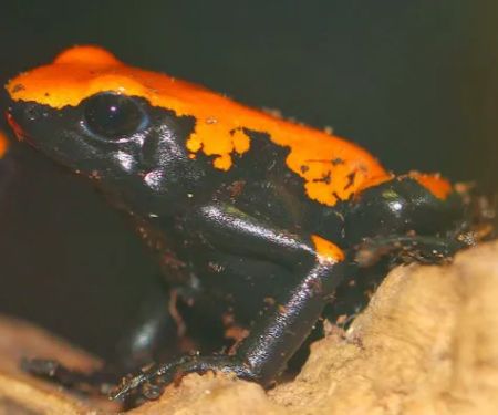 Penshaw Aquatics & Reptile - Reptiles in Sunderland