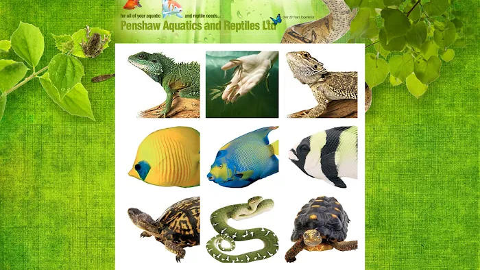 Penshaw Aquatics & Reptile - Reptiles in Sunderland Picture 10