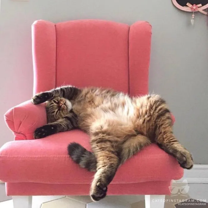 Pets at Home Sunderland Picture 4