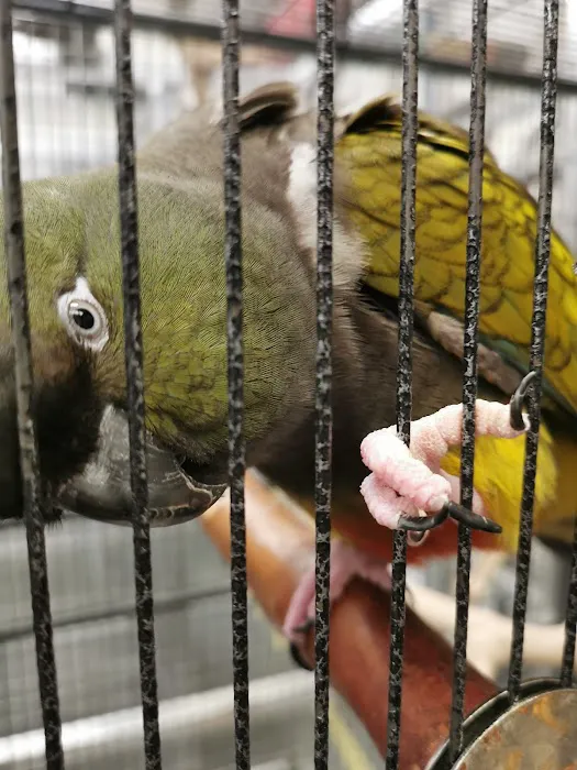 Garden Feathers Picture 5