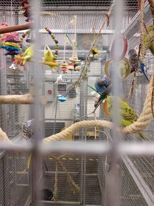 Garden Feathers Picture 4