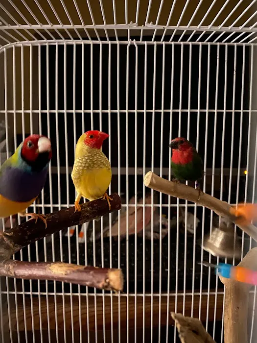 Garden Feathers Picture 8