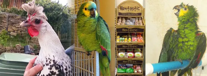 Garden Feathers Picture 2