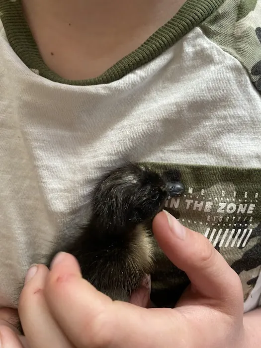 Garden Feathers Picture 7