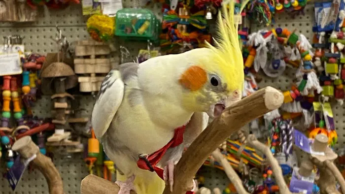 Garden Feathers Picture 6