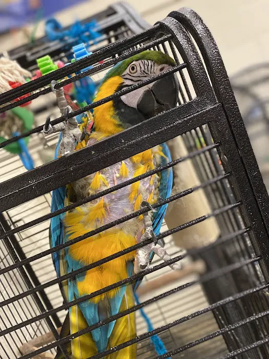 Garden Feathers Picture 9