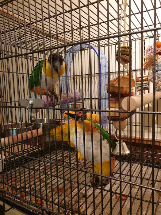 Garden Feathers Picture 10