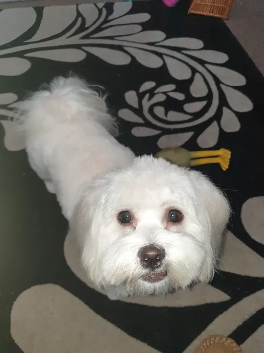 Vets4Pets - Darlington Picture 4