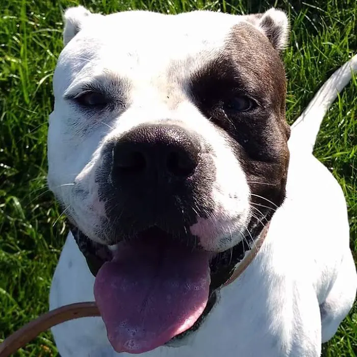 Vets4Pets - Darlington Picture 10