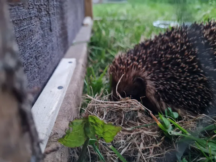 Pepperfield Farm Hedgehog Rescue Picture 2