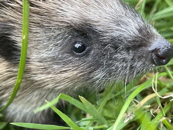 Pepperfield Farm Hedgehog Rescue Picture 6