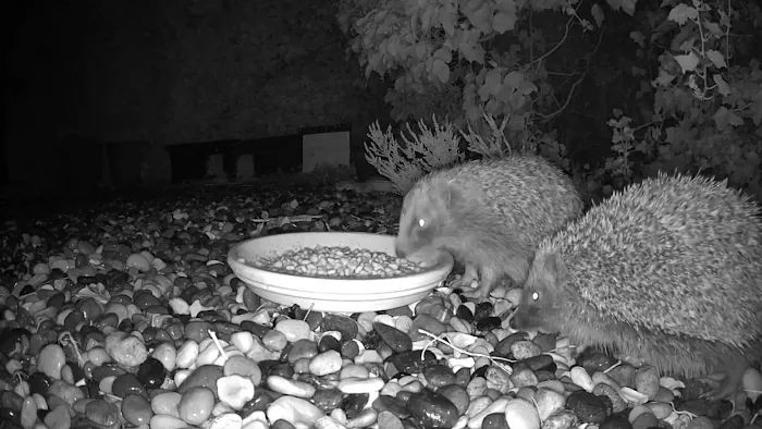 Pepperfield Farm Hedgehog Rescue Picture 9