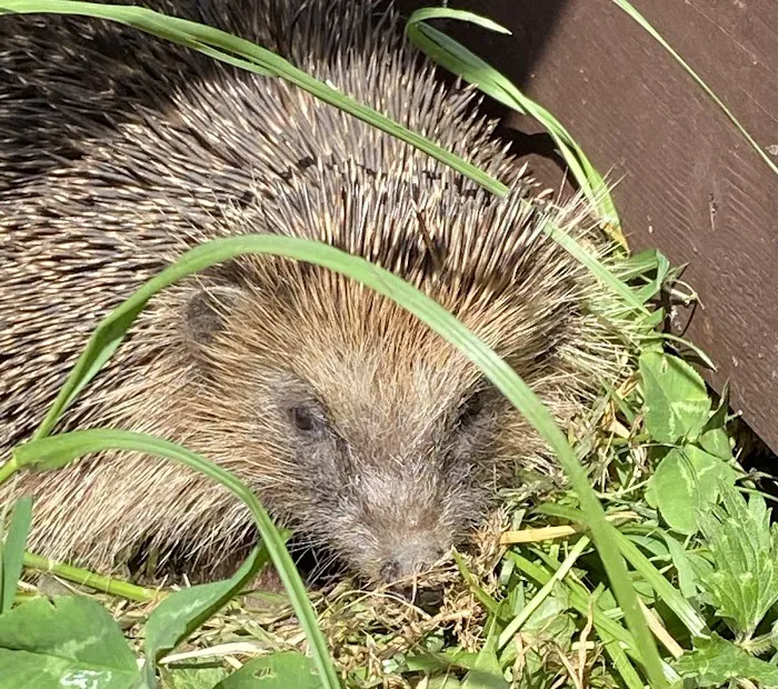 Pepperfield Farm Hedgehog Rescue Picture 7