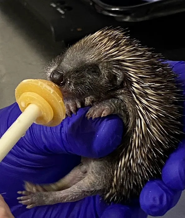 Pepperfield Farm Hedgehog Rescue Picture 3