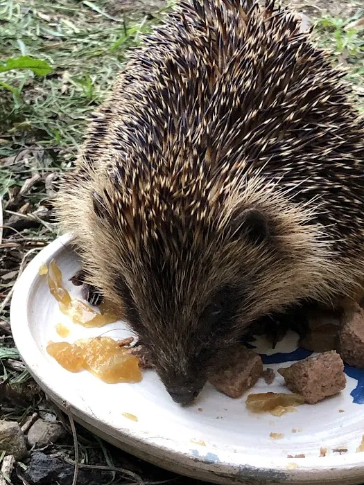Pepperfield Farm Hedgehog Rescue Picture 8