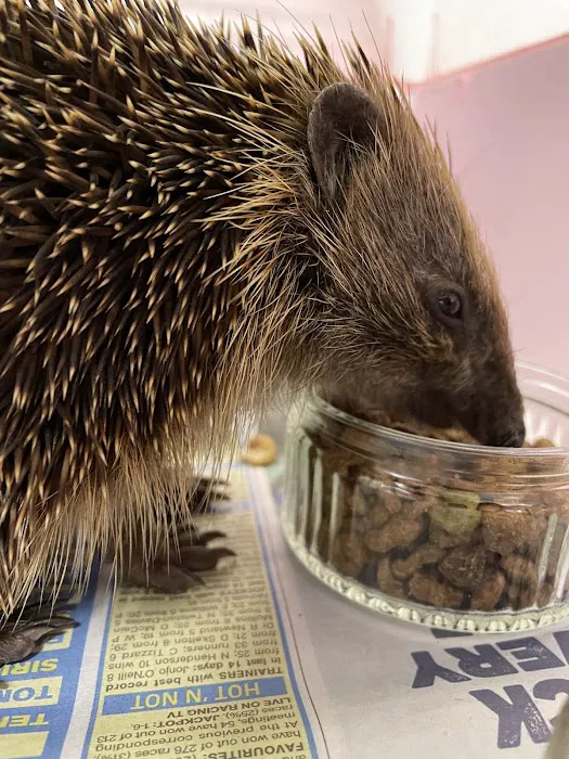 Pepperfield Farm Hedgehog Rescue Picture 1