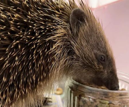 Pepperfield Farm Hedgehog Rescue
