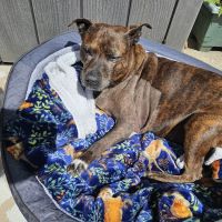 Pennine Veterinary Referrals ico