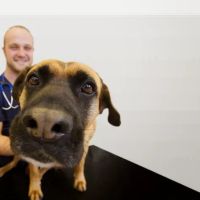 Vets Now Middlesbrough ico
