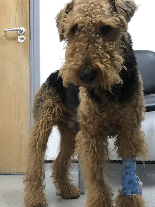 Vets Now Middlesbrough Picture 6