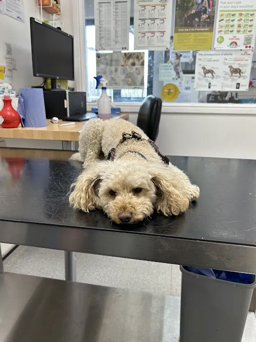 Vets Now Middlesbrough Picture 5