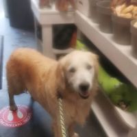 Wags & Whiskers Pet Boutique Ltd ico