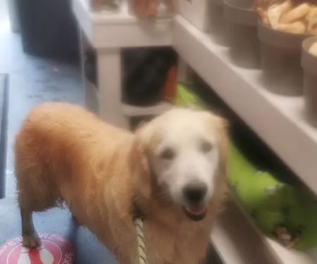 Wags & Whiskers Pet Boutique Ltd