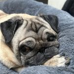 Vets 2 Your Pets - Durham