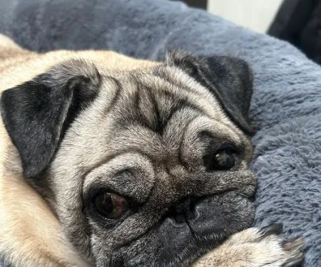 Vets 2 Your Pets - Durham