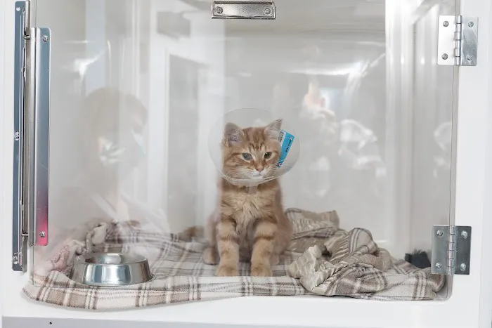 SimplyCats Vet Clinic Picture 4