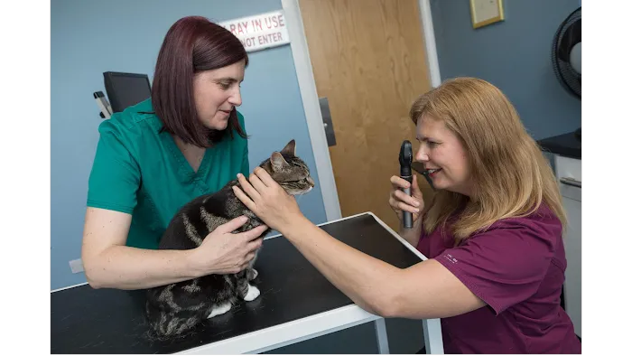 SimplyCats Vet Clinic Picture 10