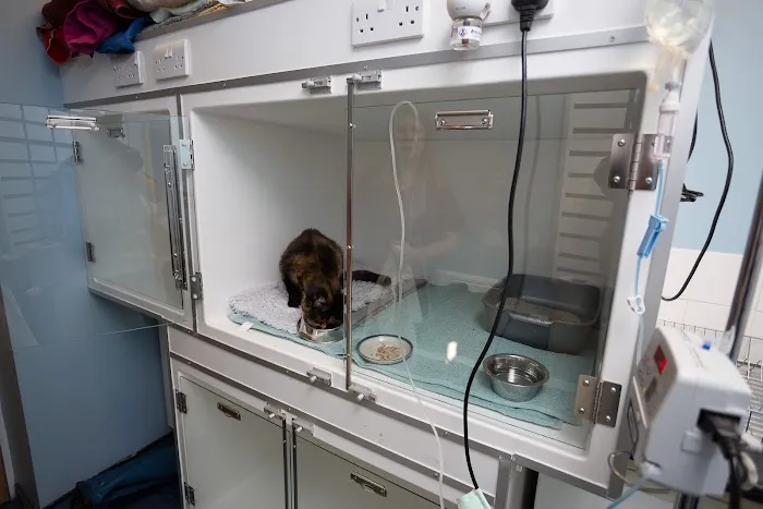 SimplyCats Vet Clinic Picture 2