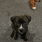 Westway Veterinary Group, Houghton