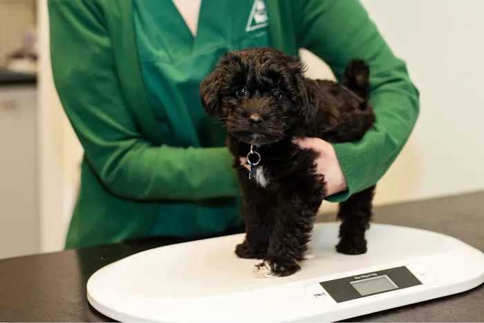 Abbey Veterinary Centre - Chester le Street Picture 8