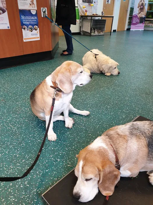 Abbey Veterinary Centre - Chester le Street Picture 4
