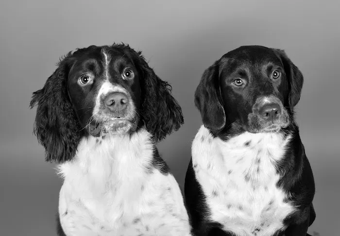 North East Hydrotherapy & Animal Rehabilitation Picture 4