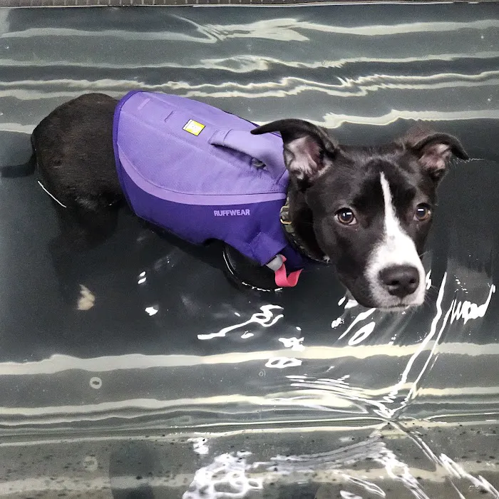 North East Hydrotherapy & Animal Rehabilitation Picture 2