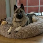 Medivet Chester-le-Street