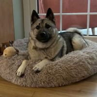 Medivet Chester-le-Street ico