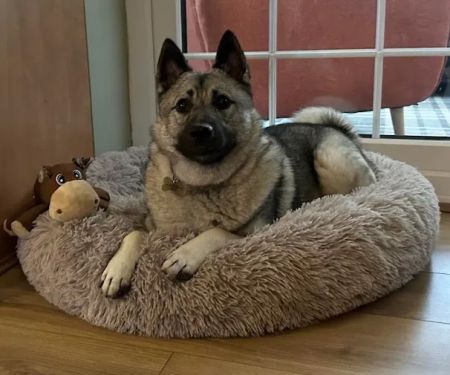 Medivet Chester-le-Street