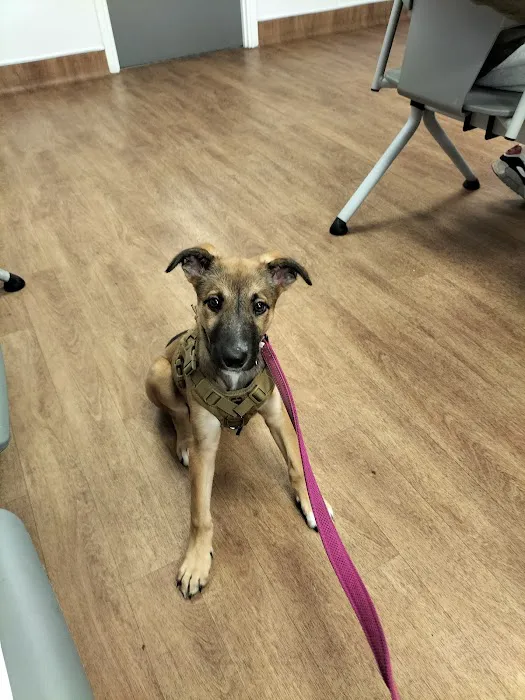 Medivet Chester-le-Street Picture 10