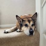 Jacqui Paterson’s Veterinary Surgeon