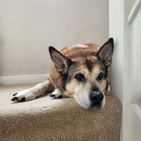 Jacqui Paterson’s Veterinary Surgeon ico