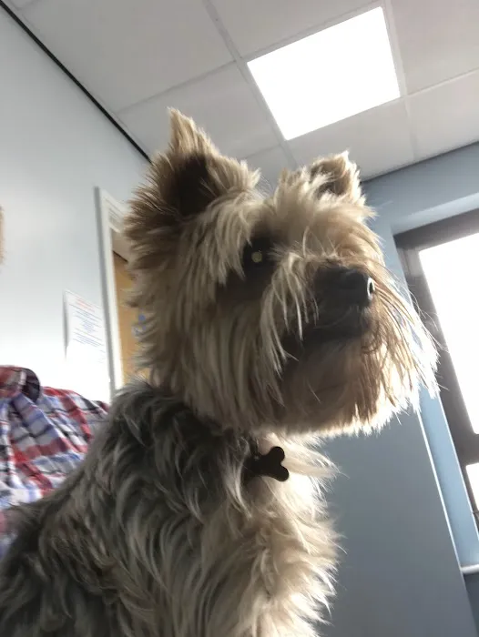 Jacqui Paterson’s Veterinary Surgeon Picture 6