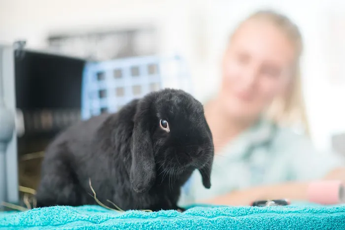 Copeland Veterinary Surgeons Picture 5